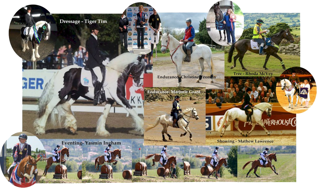 comfort equine montage