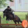 Welsh Section D King Jumping a Working Hunter Course in his Comfort Elite Elevation Mono Flap Jump Saddle , Native Pony Fit